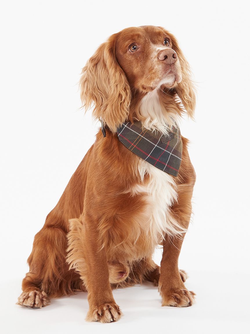 Barbourの犬用ハーネス（Sサイズ） - 犬用品