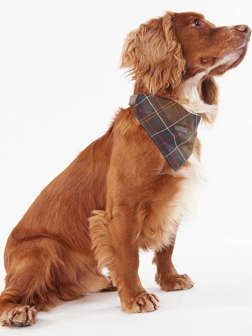 Barbourの犬用ハーネス（Sサイズ） - 犬用品