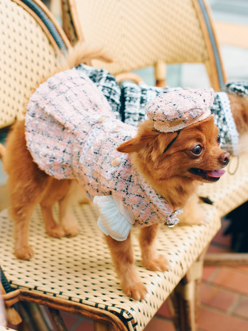 DOG&CAT】ツイードドッキングカットワンピース(ウェア)｜PET｜CELFORD
