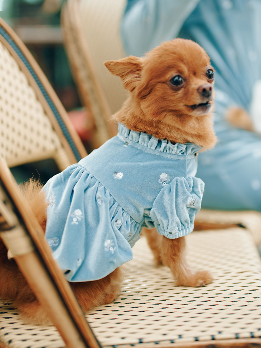 DOG&CAT】小花刺繍ベロアワンピース(ウェア)｜PET｜CELFORD（セル