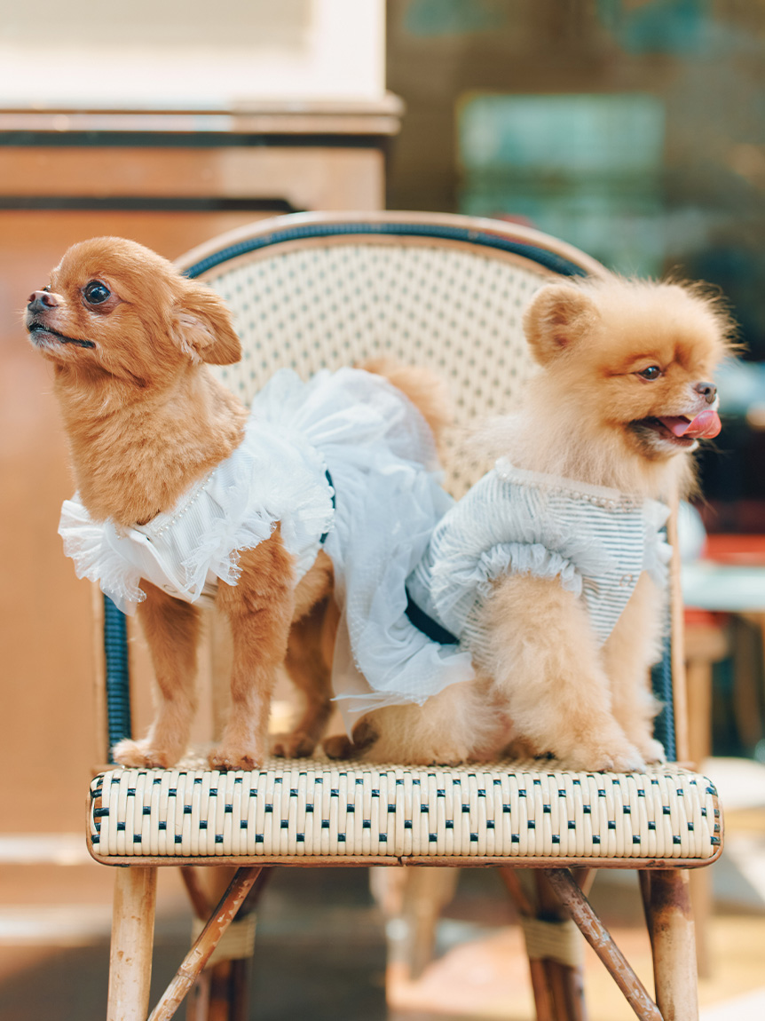 洗える】【DOG&CAT】チュールドッキングカットワンピース(ウェア)｜PET