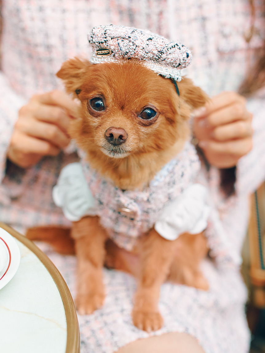 DOG&CAT】ツイードドッキングカットワンピース(ウェア)｜PET｜CELFORD