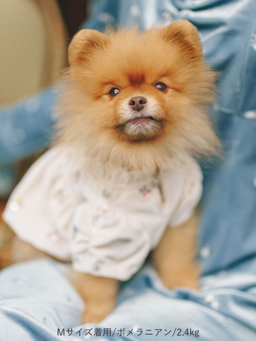 DOG&CAT】小花刺繍ベロアワンピース(ウェア)｜PET｜CELFORD（セル