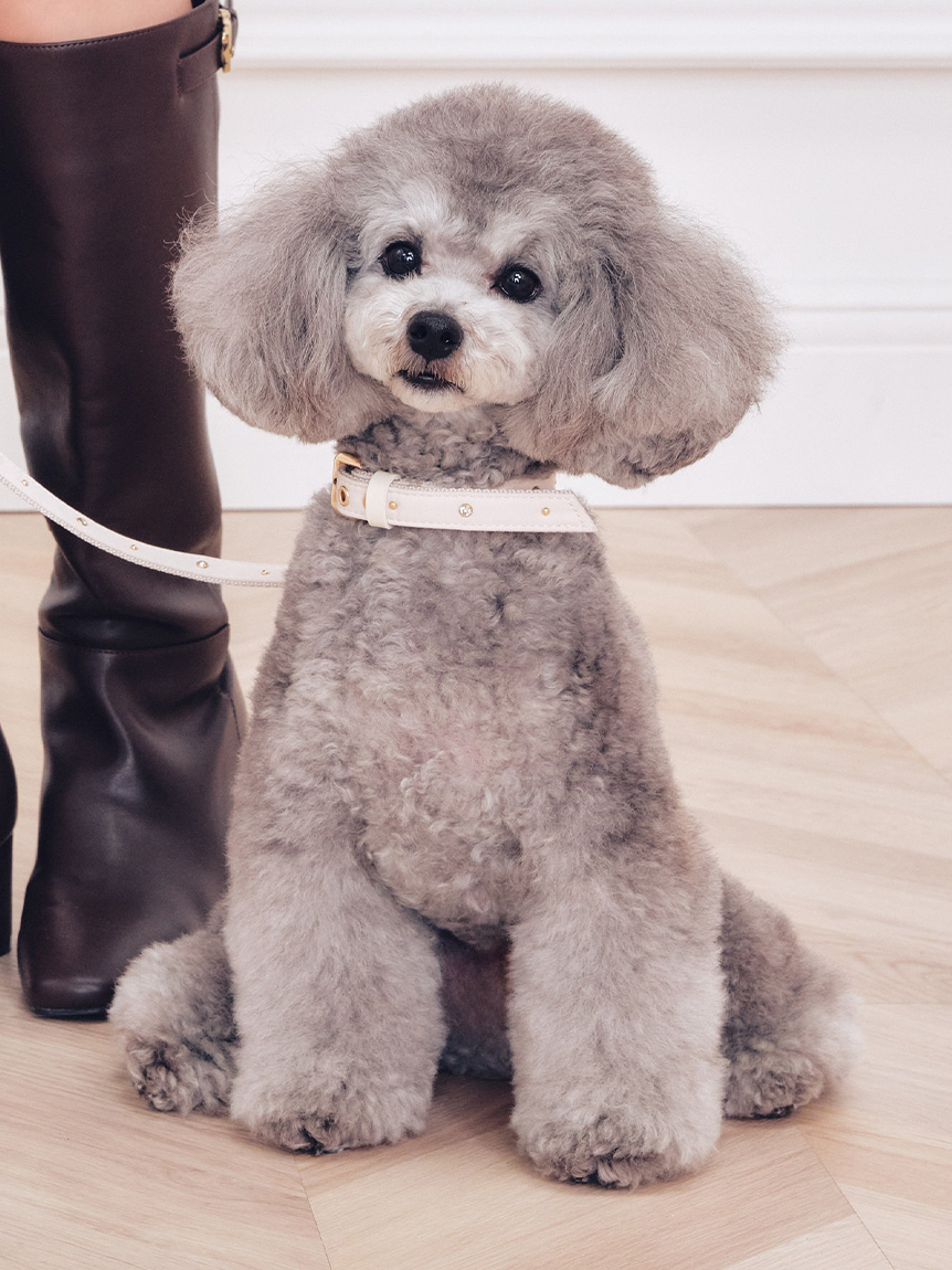 DOG&CAT】【リュタン】ビジュースタッズリード(ハーネス・リード・首輪