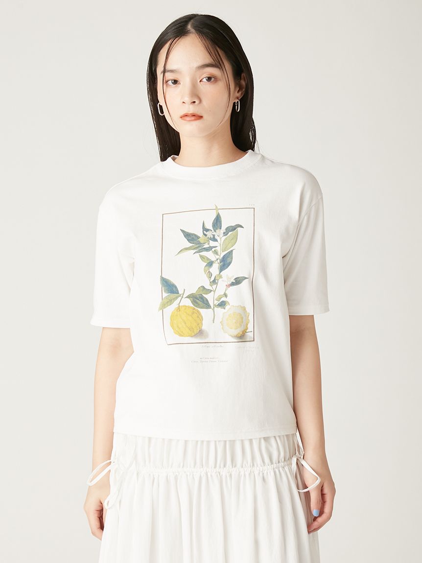 【美品】FRAY I.D ボタニカルアートプリントTシャツ FWCT251212 ボタニカルアートプリントTシャツ(カットソー)｜トップス｜FRAY