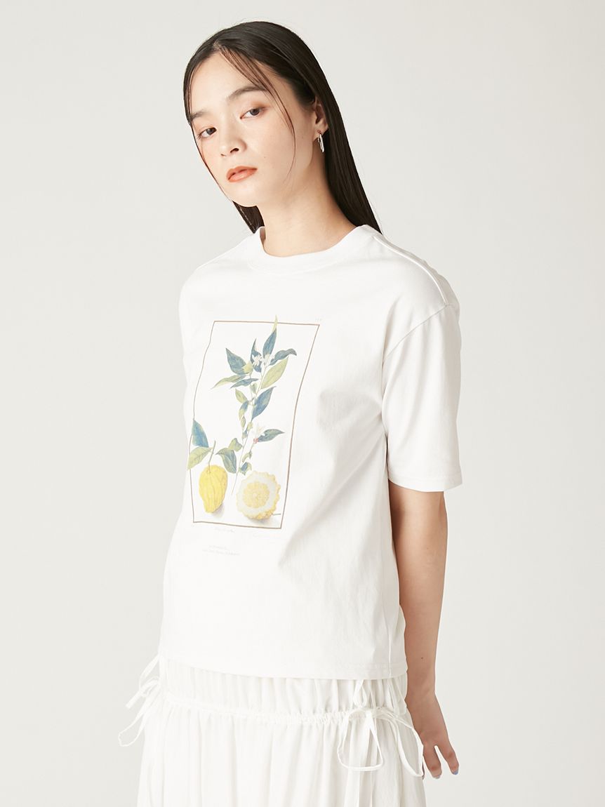 【美品】FRAY I.D ボタニカルアートプリントTシャツ FWCT251212 ボタニカルアートプリントTシャツ(カットソー)｜トップス｜FRAY
