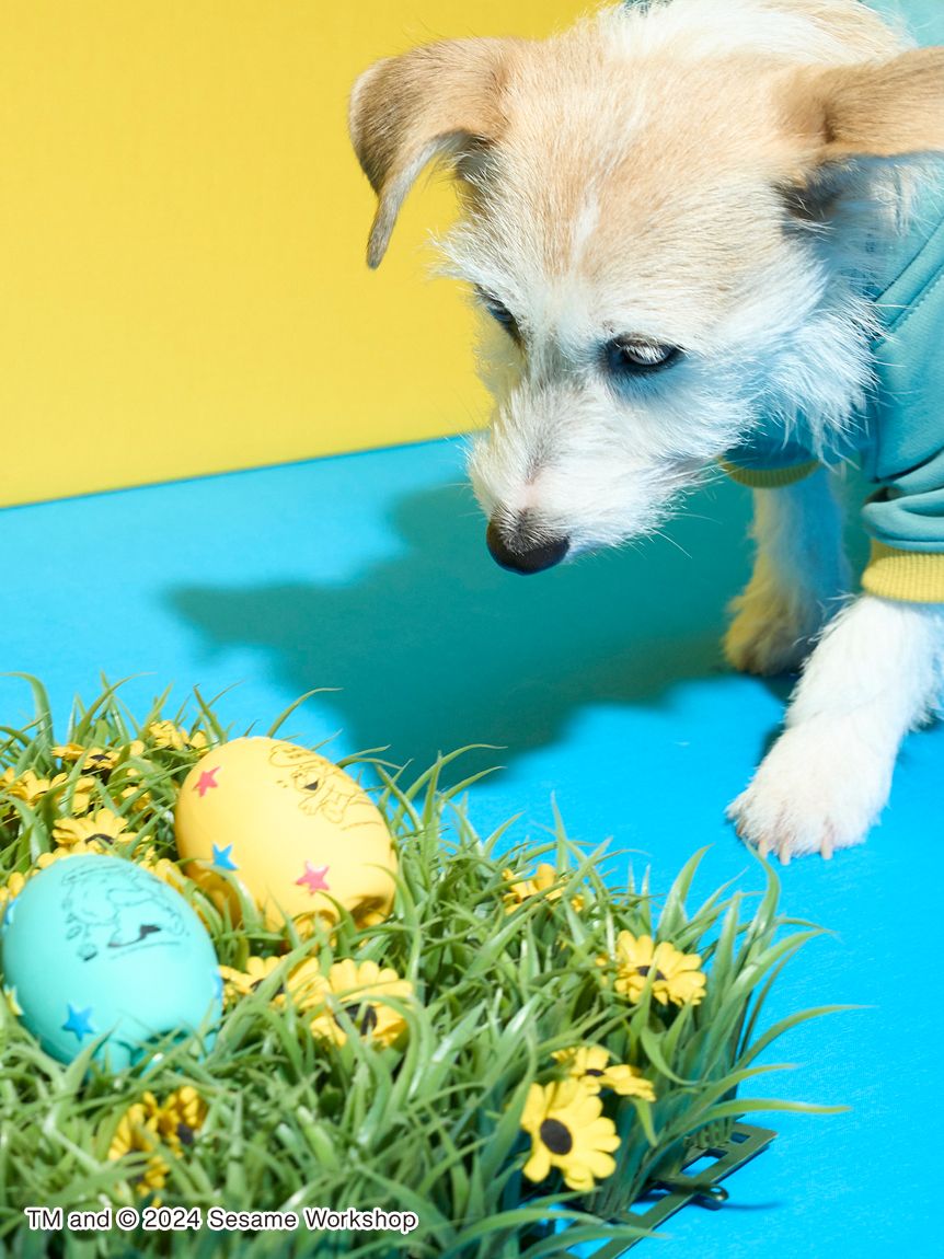 DOG】ラテックストイ(ペットその他)｜SESAME STREET MARKET/公式通販サイト